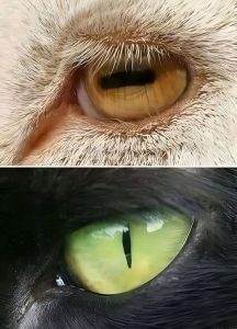 Prey and Hunter Eyes Explained